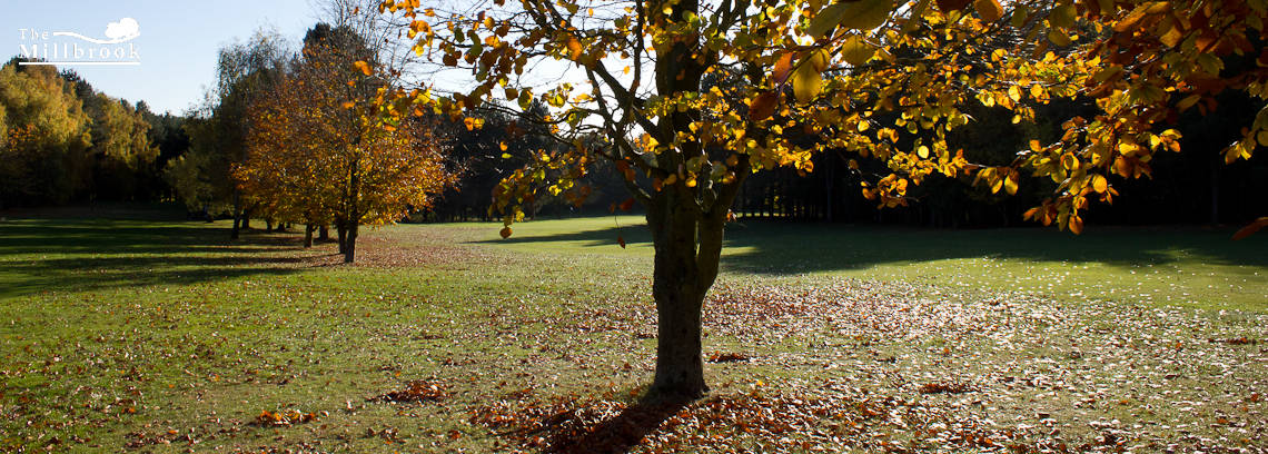 Autumn 1140 x 408 - 7