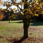 Autumn 1140 x 408 - 7