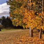 Autumn 1140 x 408 - 2