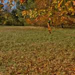 Autumn 1140 x 408 - 6