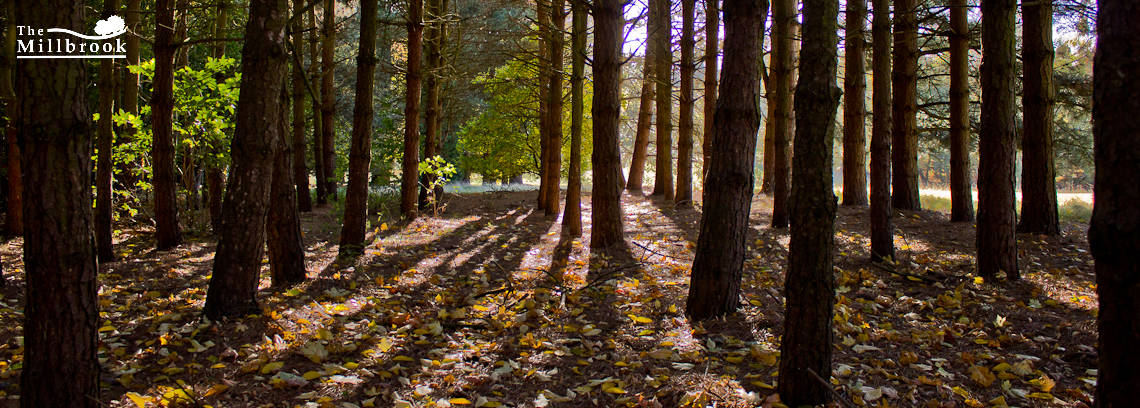 Autumn 1140 x 408 - 4