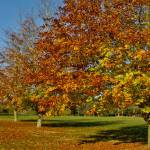 Autumn 1140 x 408 - 8