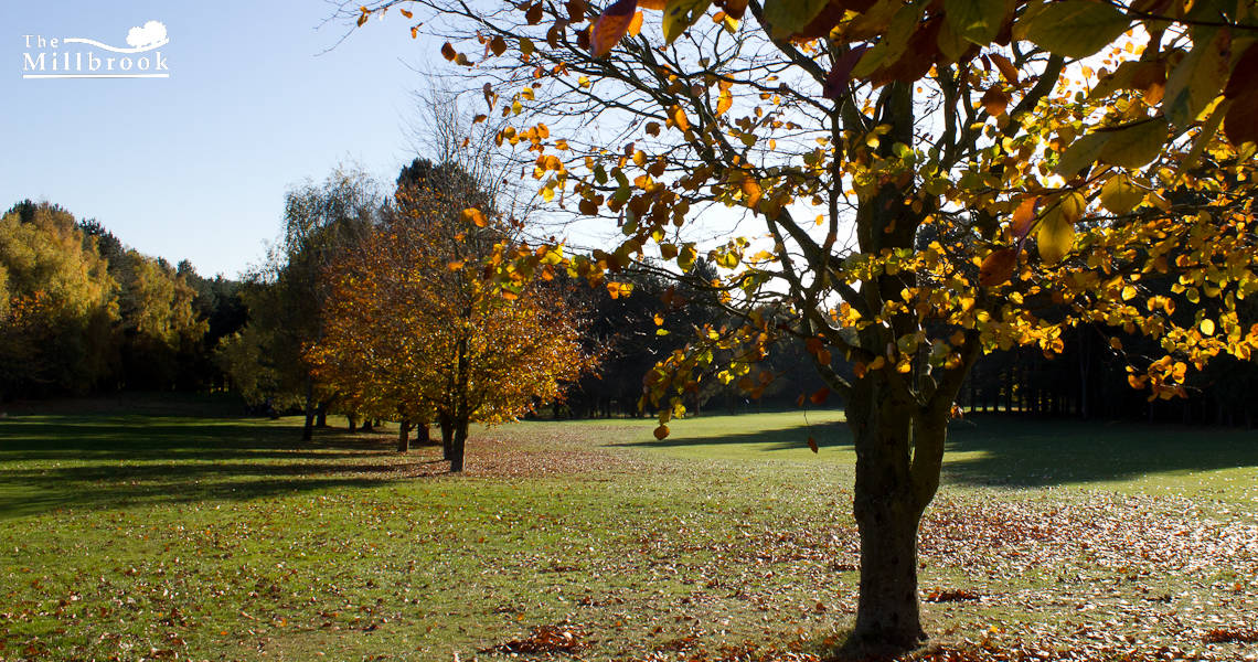 Autumn 1140 x 600 - 7