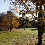 Autumn 1140 x 600 - 7