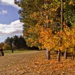 Autumn 1140 x 600 - 2