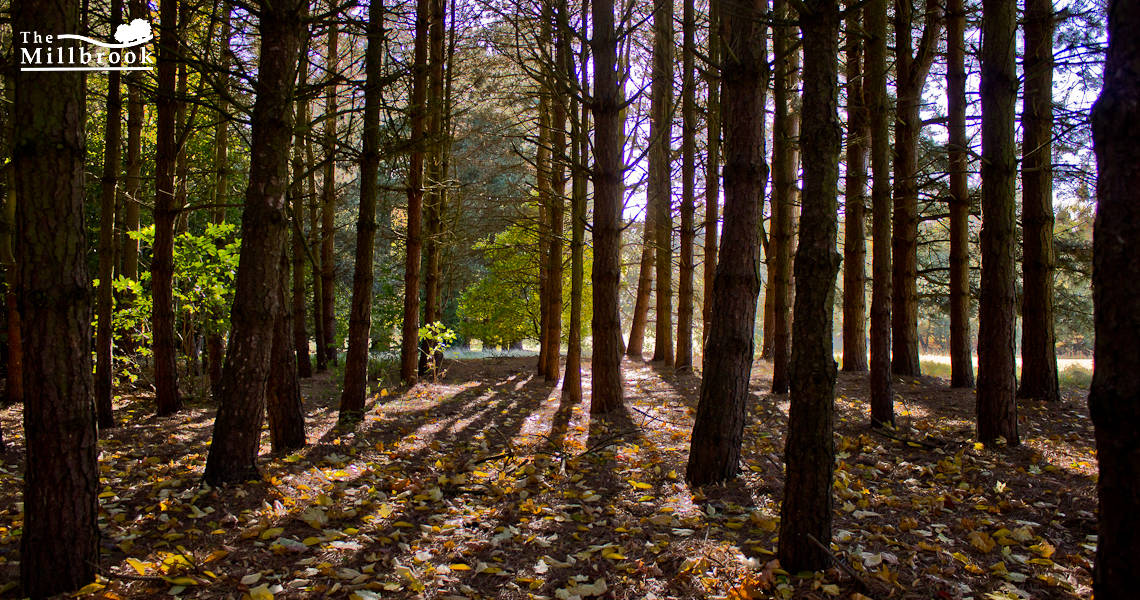 Autumn 1140 x 600 - 4
