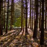 Autumn 1140 x 600 - 4