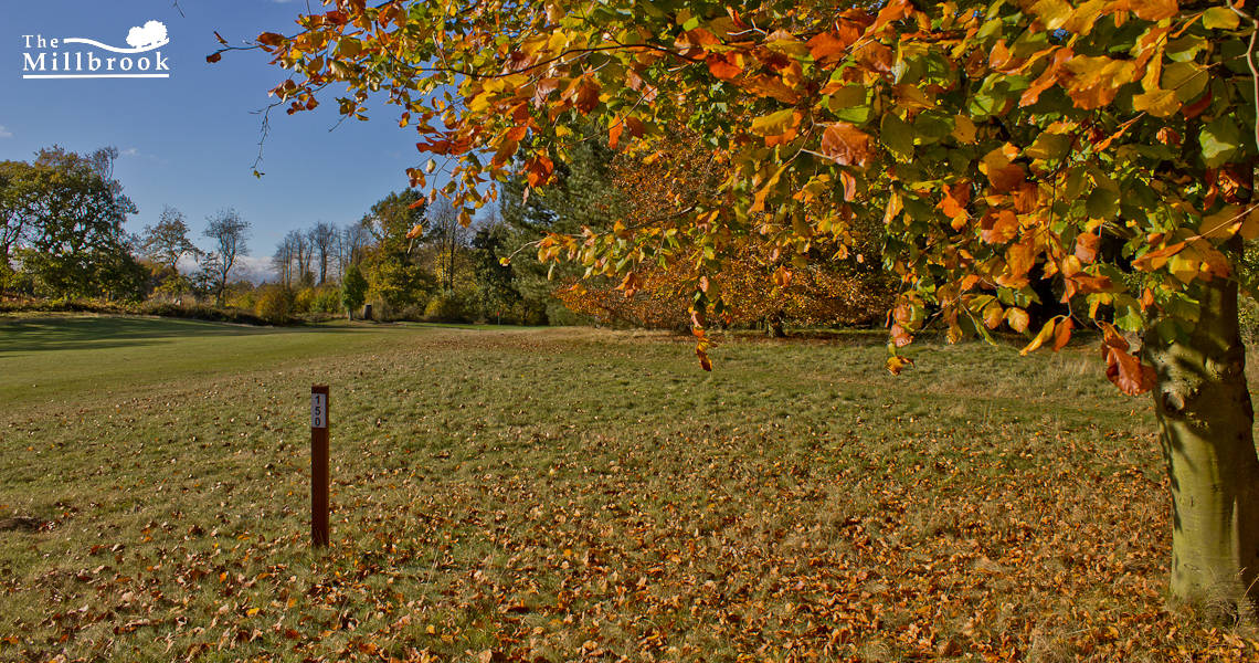Autumn 1140 x 600 - 6