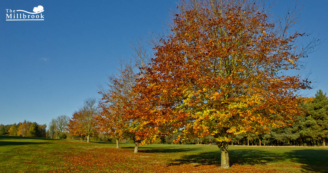 Autumn 1140 x 600 - 8