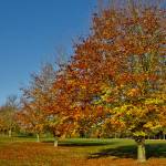 Autumn 1140 x 600 - 8